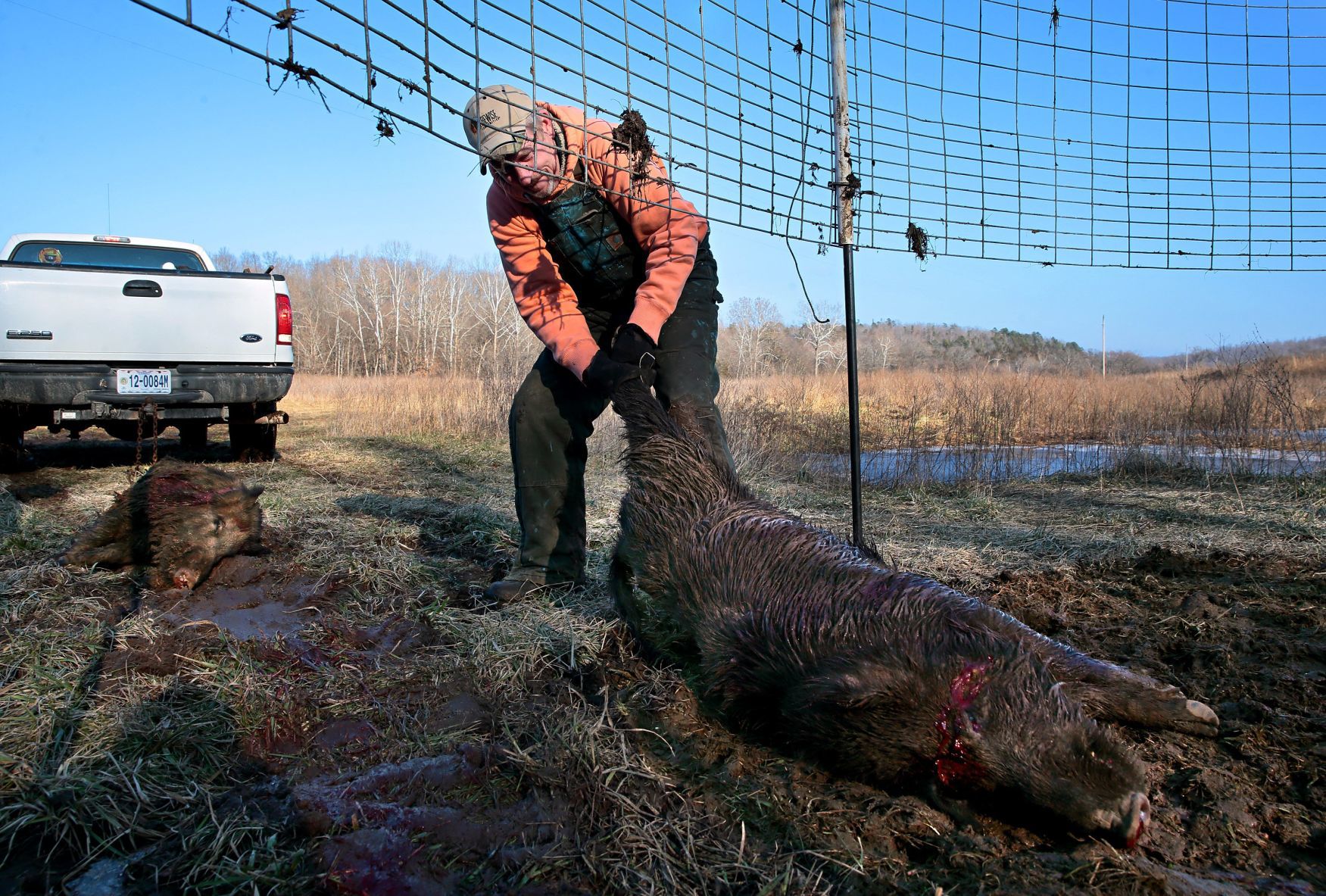 Controlling Missouri's feral hog population